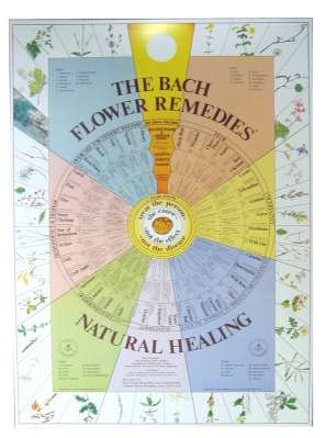 Bach Flower Remedies Chart