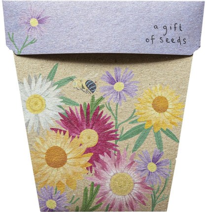 Sow 'N Sow Gift of Seeds Daisies Native  