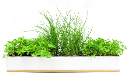 Urban Greens Windowsill Grow Kit Microherbs 45x8x6cm  