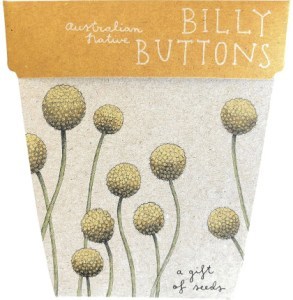 Sow 'N Sow Gift of Seeds Billy Buttons  