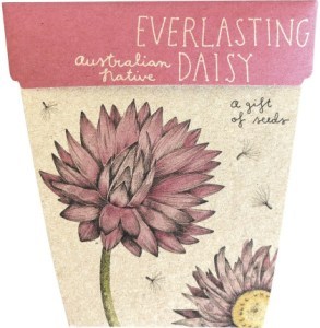 Sow 'N Sow Gift of Seeds Everlasting Daisy  