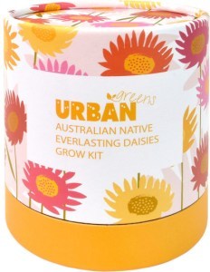 Urban Greens Australian Native Grow Kit Everlasting Daisies  